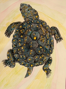 Spotted Turtle
